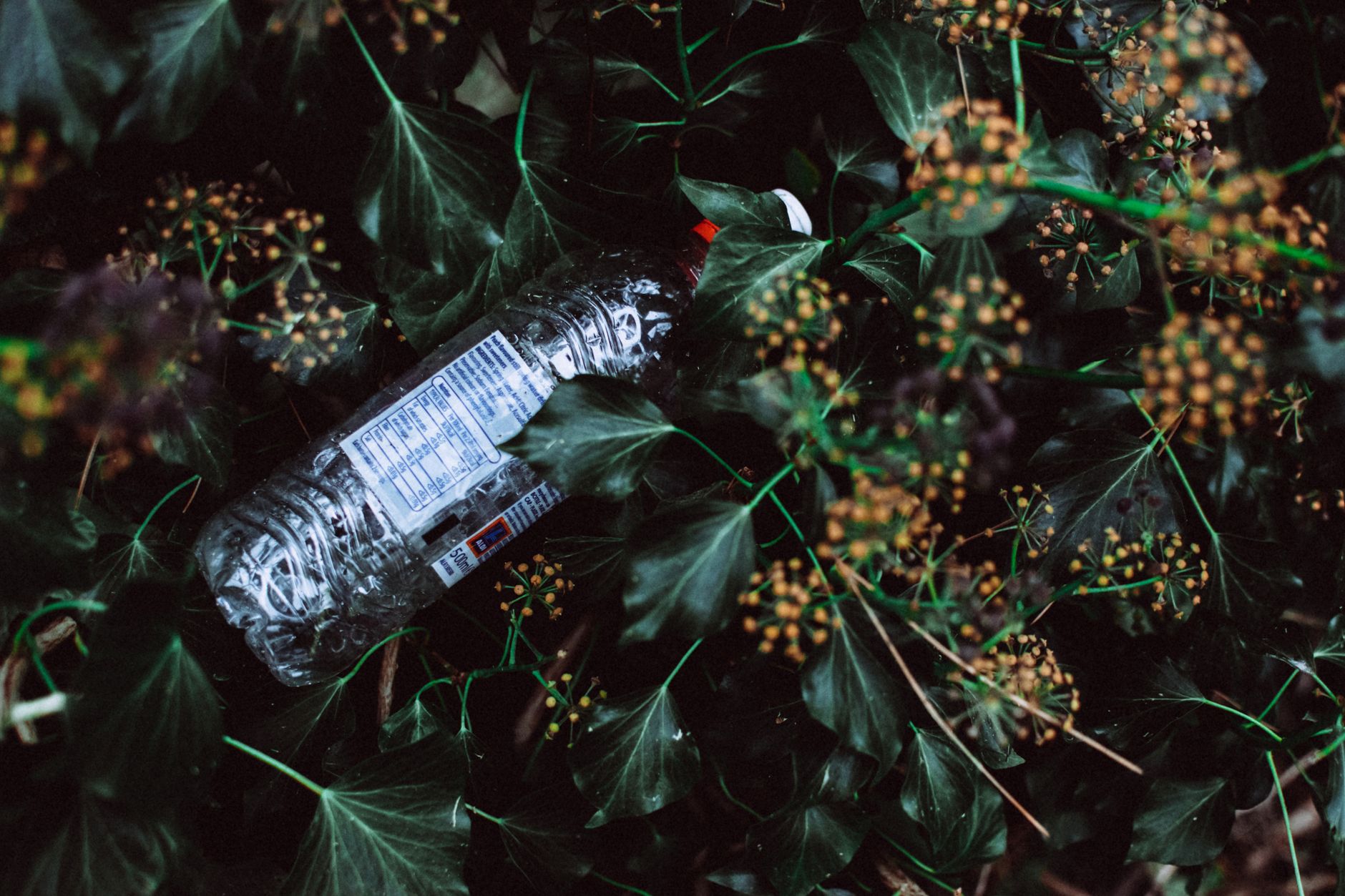 A plastic bottle discarded in leafy vegetation, showing environmental impact.